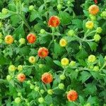 Chrysanthemum indicum 整株植物