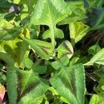 Persicaria chinensis Leaf