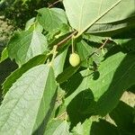 Celtis koraiensis