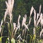 Miscanthus sacchariflorus Folha