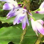 Dendrobium victoriae-reginae Lorea
