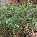 Serissa japonica Hábito