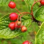 Aronia arbutifolia Fruit