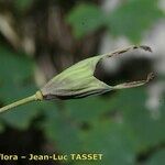 Thalictrum macrocarpum Gyümölcs