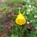 Narcissus bulbocodiumFlower