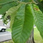 Castanea mollissima Folha