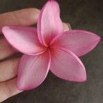 Plumeria rubraКвітка