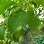 Syringa reticulata Leaf