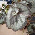 Begonia rex List