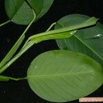 Philodendron opacum Sonstige