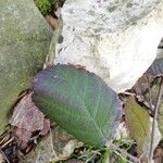 Rubus questieri Blad