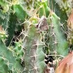 Echinocereus pentalophus List