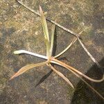 Aerangis gracillima Leaf