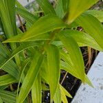 Lilium bulbiferum Leaf