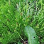 Carex hystericina Habitus