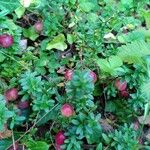 Vaccinium macrocarpon Фрукт