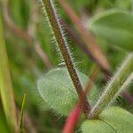 Cerastium glomeratum Escorça