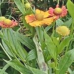Helenium autumnale Çiçek