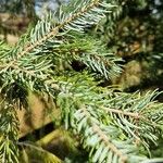 Picea orientalis Liść