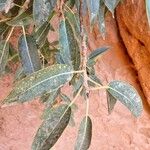 Ficus cordata Hoja