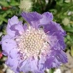 Scabiosa caucasica Flower
