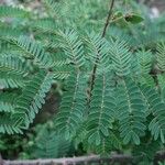 Caesalpinia decapetala Levél