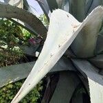 Agave shaferi Листок