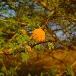 Acacia seyal Květ