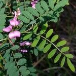 Indigofera australis Leaf