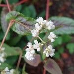 Persicaria microcephala Kvet