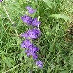 Campanula glomerata Otro