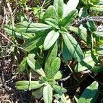 Echium rosulatum Blatt