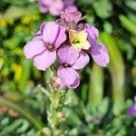 Erysimum scoparium Floare