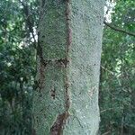 Parastemon urophyllus 树皮