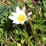 Anemone baldensis Blomst