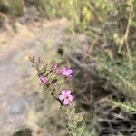 Campylanthus salsoloides Flor