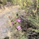 Campylanthus salsoloides Flower