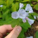 Mertensia virginicaBloem