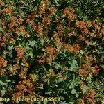 Alchemilla colorata Hábito