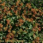 Alchemilla colorata Vekstform