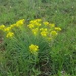 Bulbine abyssinica Hábito