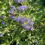 Caryopteris × clandonensisFlower