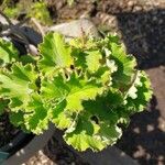 Pelargonium cucullatum Blad