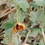 Abutilon hirtum Květ