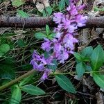 Orchis olbiensis फूल