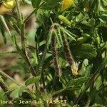 Ononis ornithopodioides Fruit