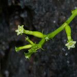 Helmontia leptantha Virág