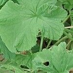 Pelargonium vitifolium 葉