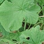 Pelargonium vitifolium