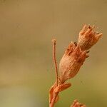 Saxifraga moschata Ffrwyth